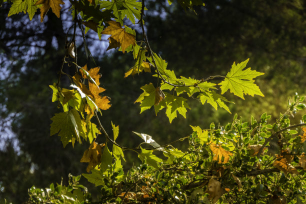 阳光下悬铃木的金色树叶：以色列的秋叶图片下载