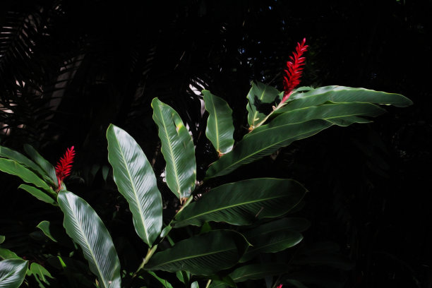 热带丛林4图片下载