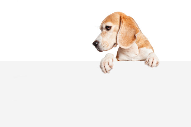 一只小猎犬垂着爪子俯视着空白的牌子。孤立在白色背景中图片下载
