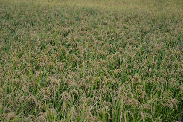 成熟的稻田图片下载