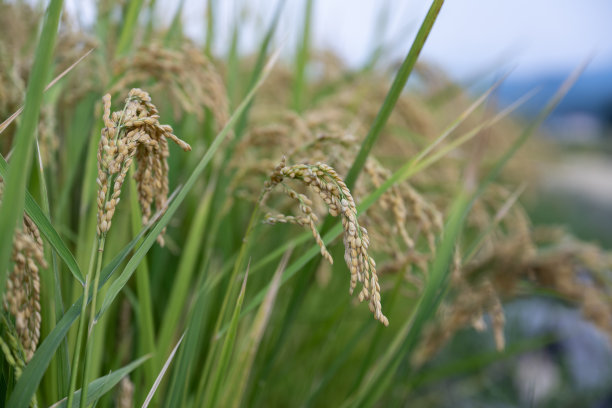 成熟的麦穗图片下载