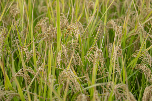 成熟的稻田图片下载