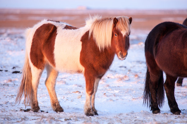 野马在雪地里自由自在图片下载