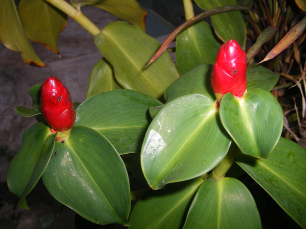 两种红色的野生生姜图片下载