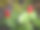 两种红色的野生生姜图片下载