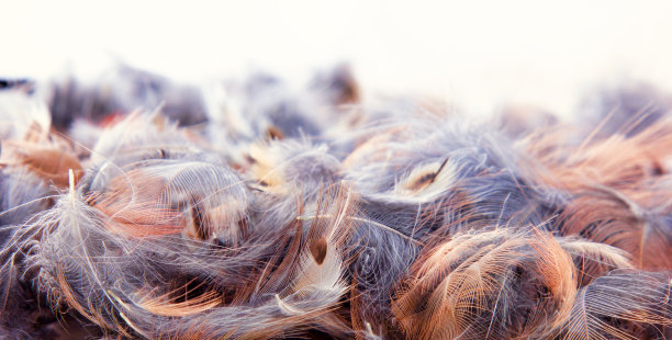 失重羽毛光亮层图片下载