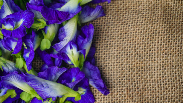 一堆蝴蝶豌豆花(Clitoria ternatea)以粗麻布为背景，特朗花为凉茶原料-平铺概念图片下载
