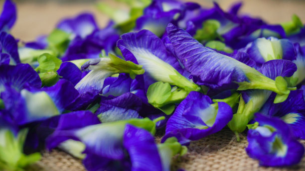 一堆蝴蝶豌豆花(Clitoria ternatea)以粗麻布为背景，特朗花为凉茶原料-平铺概念图片下载