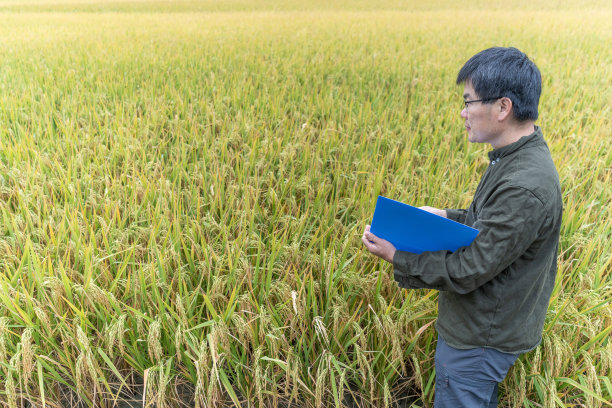 一位男性技术人员拿着文件检查水稻成熟过程图片下载