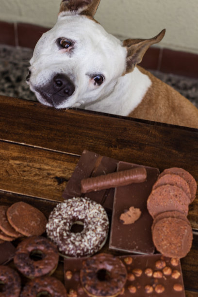 悲伤的狗在寻找巧克力饼干图片下载