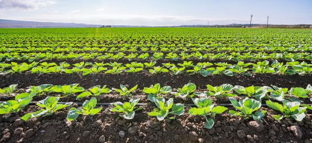 大白菜农田。一排青菜图片下载
