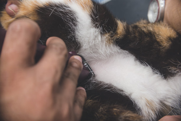 宠物美容师正在修剪猫肚子上的毛。使用专业的电动修剪器。典型的宠物美容服务。图片下载
