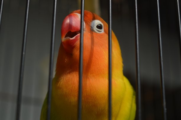 一种戴着菲舍尔眼镜的爱鸟，学名为Agapornis fishi，羽毛有红色、橙色、黄色和绿色，是许多爱鸟人士饲养的鸟类之一。图片下载