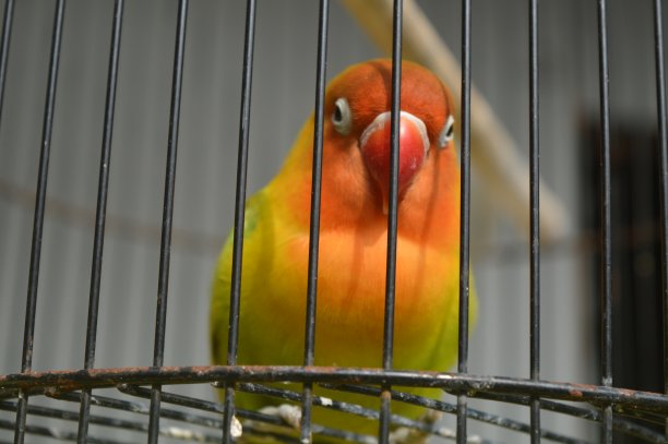 一种戴着菲舍尔眼镜的爱鸟，学名为Agapornis fishi，羽毛有红色、橙色、黄色和绿色，是许多爱鸟人士饲养的鸟类之一。图片下载