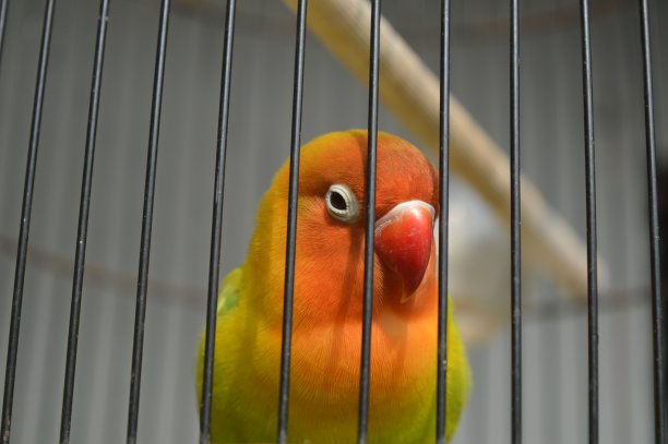 一种戴着菲舍尔眼镜的爱鸟，学名为Agapornis fishi，羽毛有红色、橙色、黄色和绿色，是许多爱鸟人士饲养的鸟类之一。图片下载