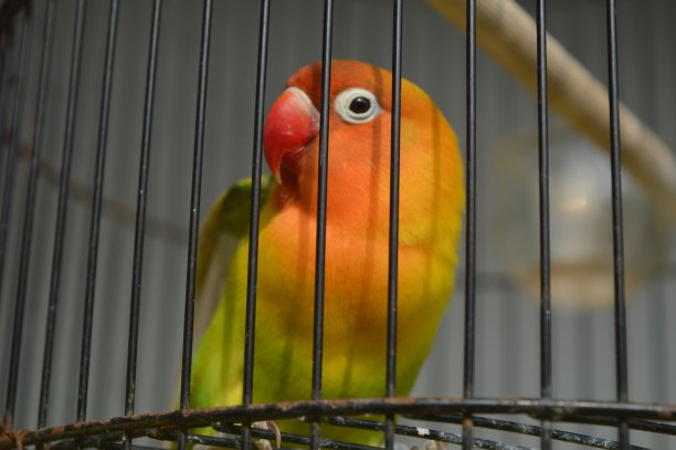 一种戴着菲舍尔眼镜的爱鸟，学名为Agapornis fishi，羽毛有红色、橙色、黄色和绿色，是许多爱鸟人士饲养的鸟类之一。图片下载