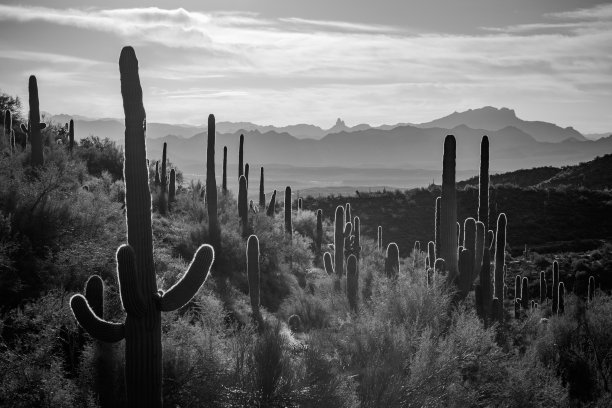 雄伟的麦克道尔山脉的日出图片下载