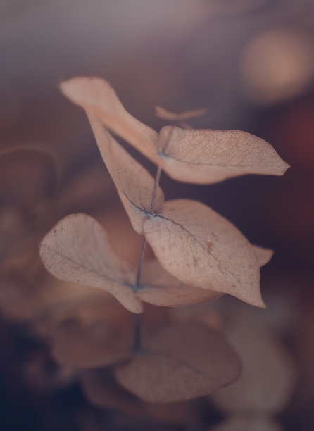 桉树叶背景图片下载