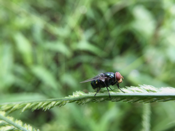 一只苍蝇图片下载