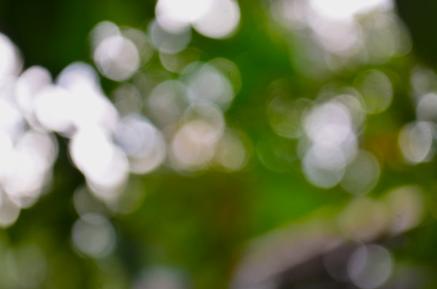 离焦自然背景的树叶在树上图片下载