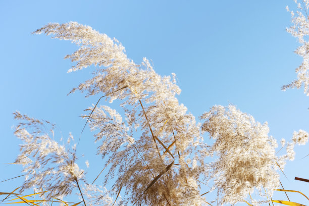 潘帕斯草原对着天空特写，自然背景。图片下载