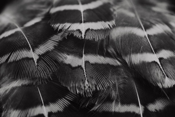 美丽的黑白鹌鹑鸟羽毛，黑色无缝线条，复古抽象图案，纹理设计，自然背景。图片下载