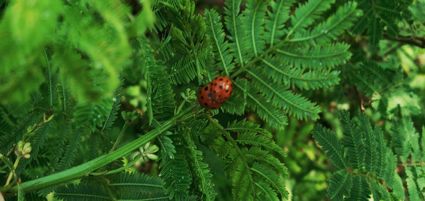 瓢虫的美丽图片下载