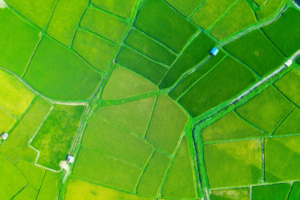 稻田鸟瞰图图片下载