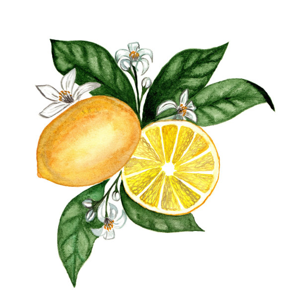 花朵和柠檬水果的美丽组合。图片下载