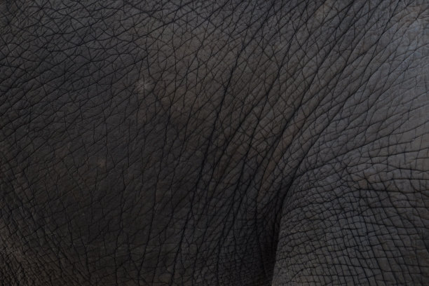 大象的特写皮肤质地图片下载