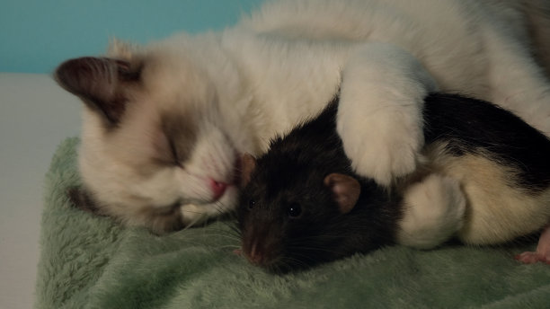 可爱的白猫和黑老鼠。图片下载