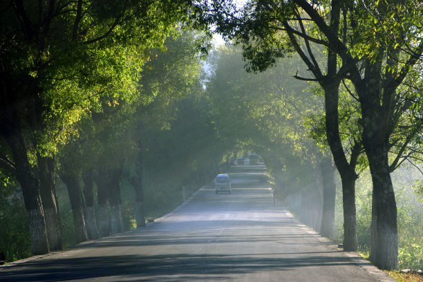 晨雾中的乡间小路图片下载