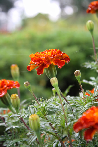 美丽的万寿菊花雨后露图片下载