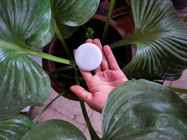 手握一个空白白色徽章与室内植物前景图片下载