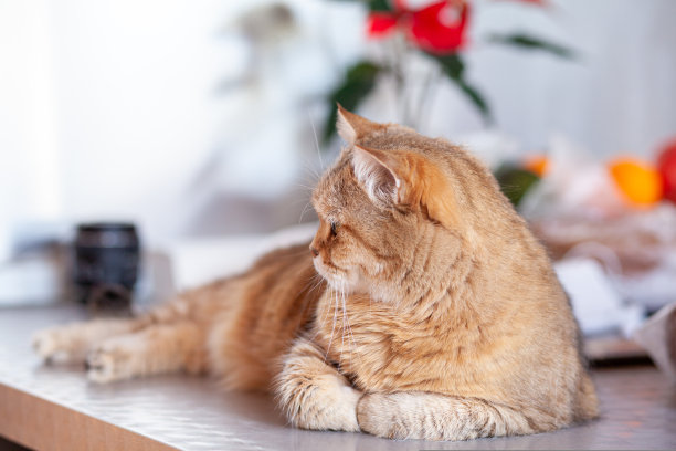 一只漂亮的猫躺在家里的桌子上看着相机图片下载