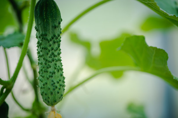 青鲜黄瓜图片下载