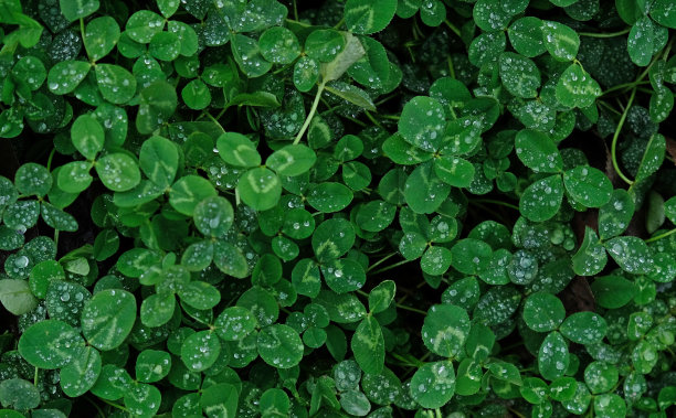 特写的绿色三叶草叶子与水滴从雨或晨露。抽象自然软背景与复制空间，俯视图。图片下载