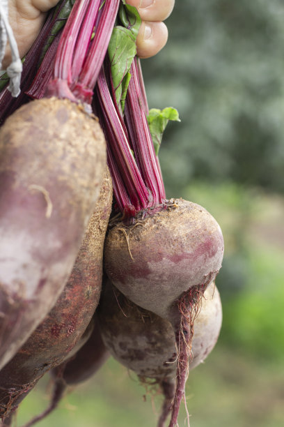 在绿色花园的背景上，一个女人手里拿着洗过的红甜菜根图片下载