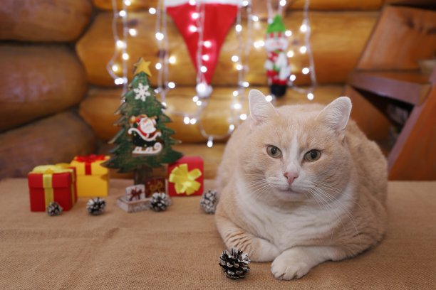 一只成年猫躺在一张铺着粗麻布的桌子上，靠近圣诞装饰品。图片下载