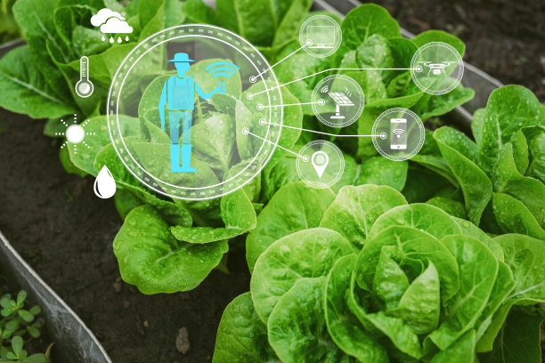 物联网农业植物沙拉蔬菜图片下载