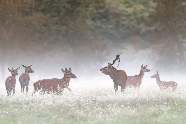 薄雾笼罩，黄昏中的一群鹿(鹿耳)图片下载