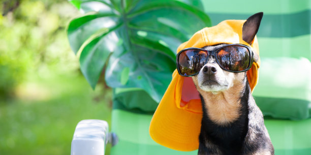 一只戴着太阳镜和黄色帽子的玩具梗狗正在日光浴躺椅上休息。暑假概念。横幅，文字空间图片下载