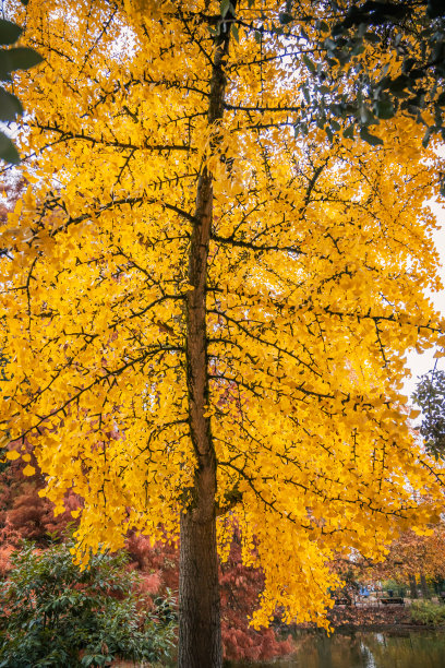 秋天的银杏黄树图片下载
