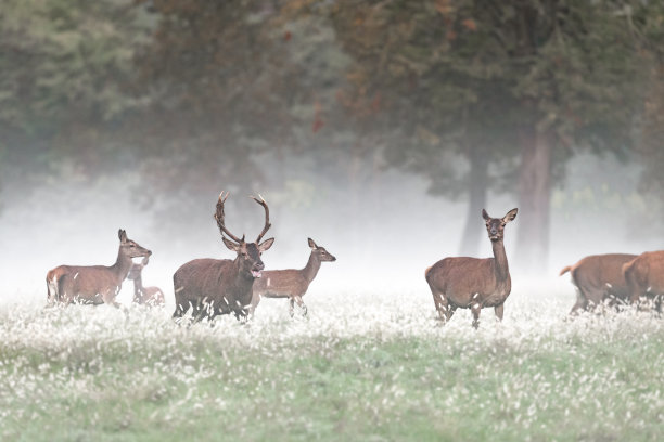 薄雾笼罩，黄昏中的一群鹿(鹿耳)图片下载