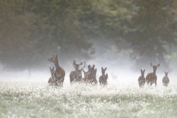 薄雾笼罩，黄昏中的一群鹿(鹿耳)图片下载