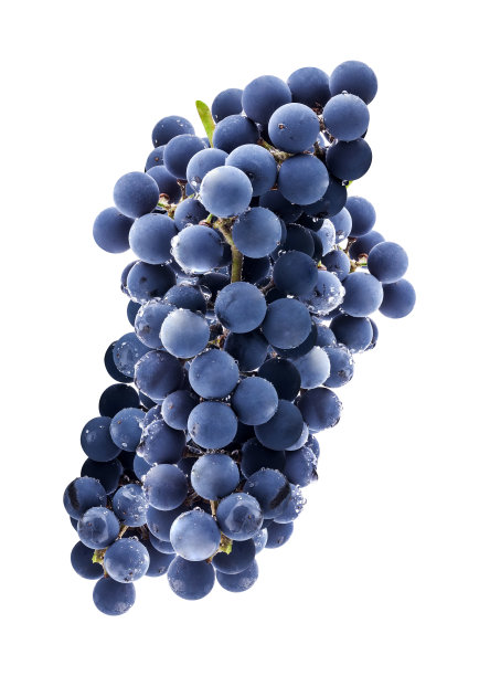 成熟的葡萄，离叶图片下载