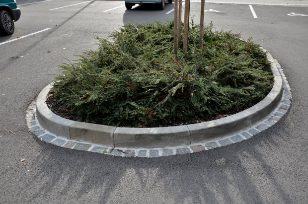 是金银花科的一种常绿灌木，可长到1米高。它来自中国，也种植在捷克共和国作为观赏树，在花坛作为修剪盖图片下载