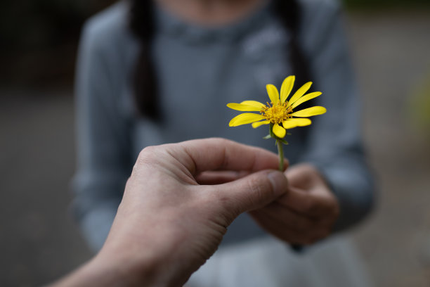 父母和孩子递着黄色的花图片下载
