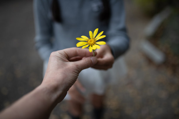 父母和孩子递着黄色的花图片下载
