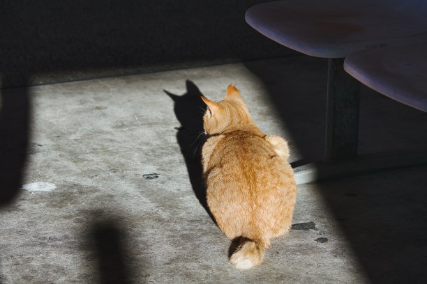 一只棕色虎斑猫在阳光下热身的背影图片下载